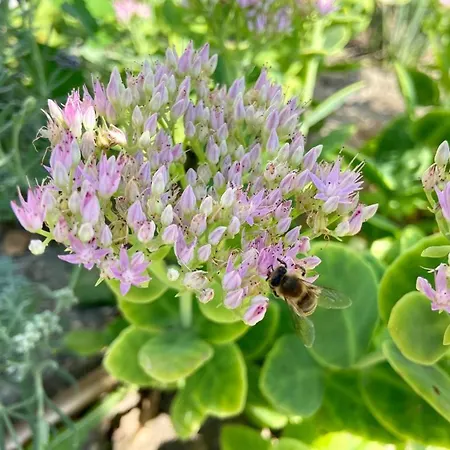 Apartament Hellobalaton